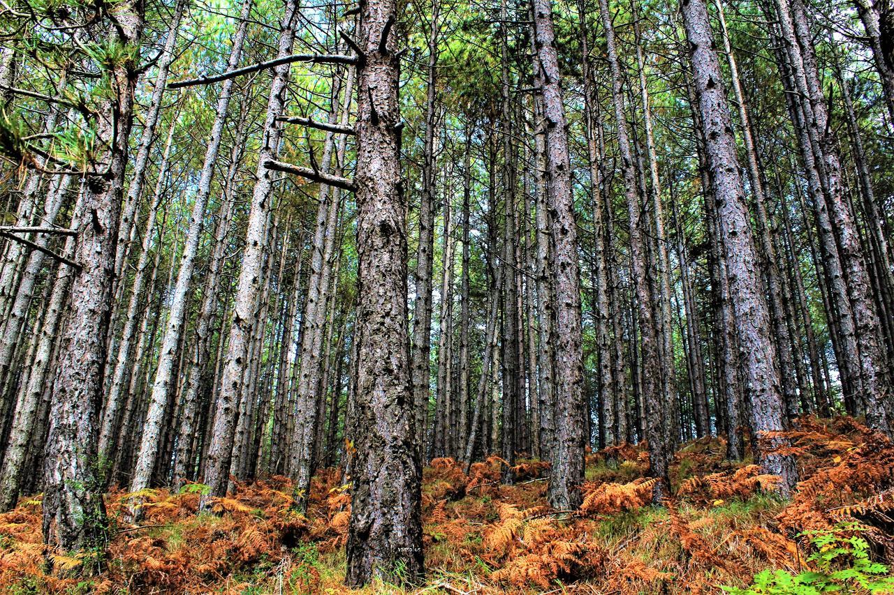 Foresta In Medias Mores Триполис Екстериор снимка